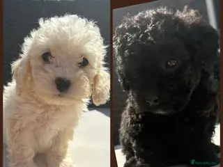 Cavapoo dogs F2 Cavapoo puppies for sale - Advert 4