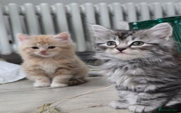 Scottish Fold cats for sale: Gorgeous fluffy Scottish Fold x DSH kittens - Image 6
