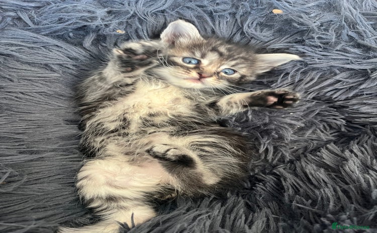 Maine Coon cats - Advert 9