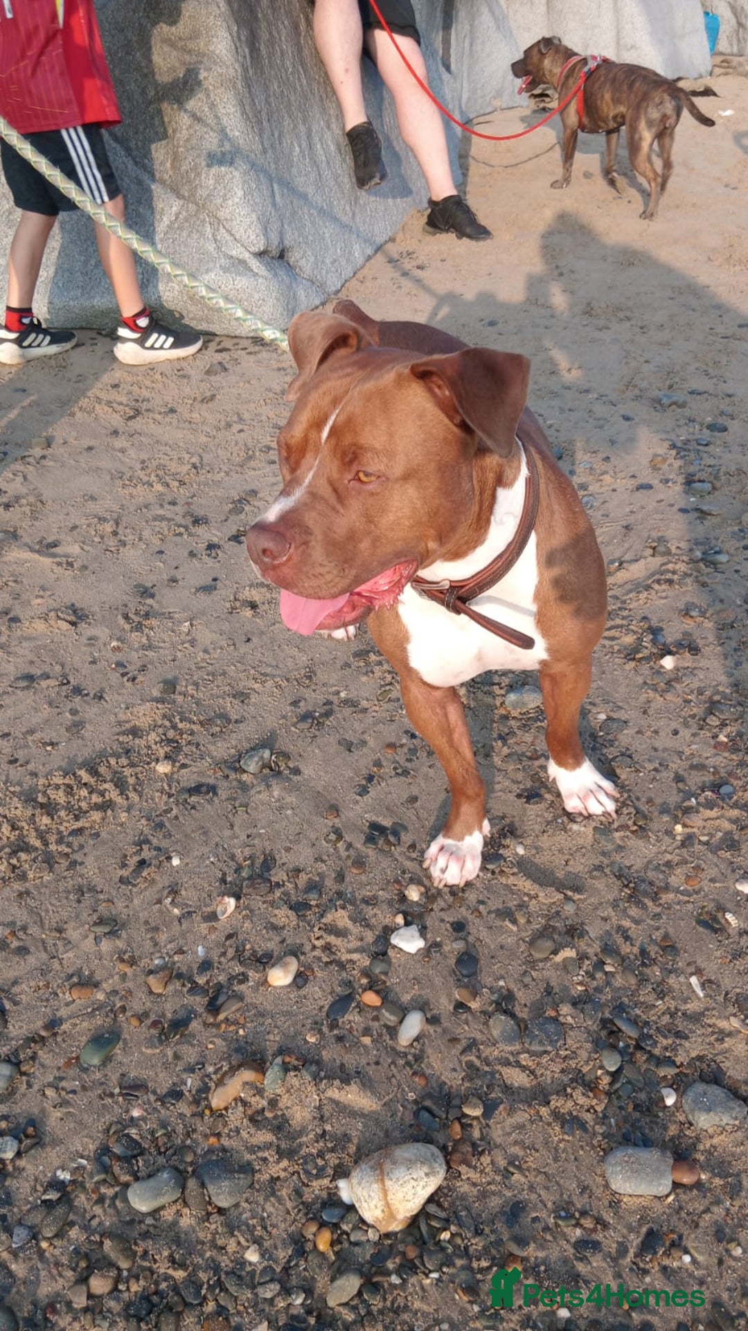 Mixed Breed dogs for sale: American Staffy  - Image 1