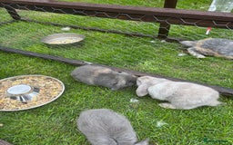 Mini Lop rabbits for sale: Gorgeous mini lops  - Image 1
