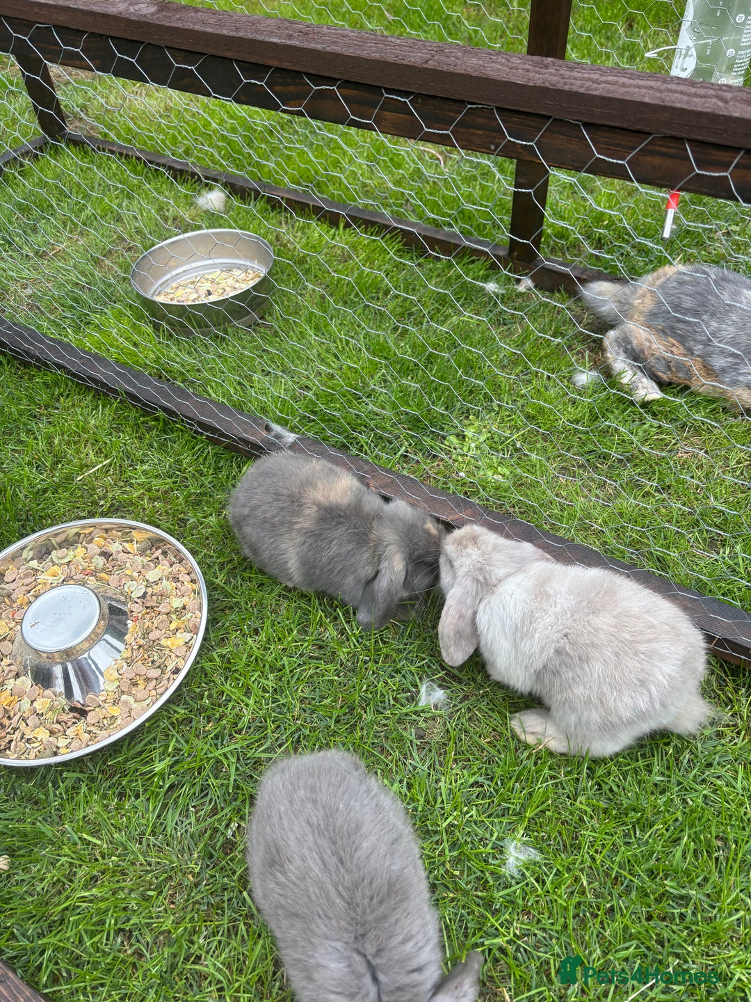 Mini Lop rabbits for sale: Gorgeous mini lops  - Image 1