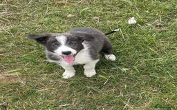 Border Collie dogs for sale: Excellent litter of border collie puppies for sale in Witney - Image 2