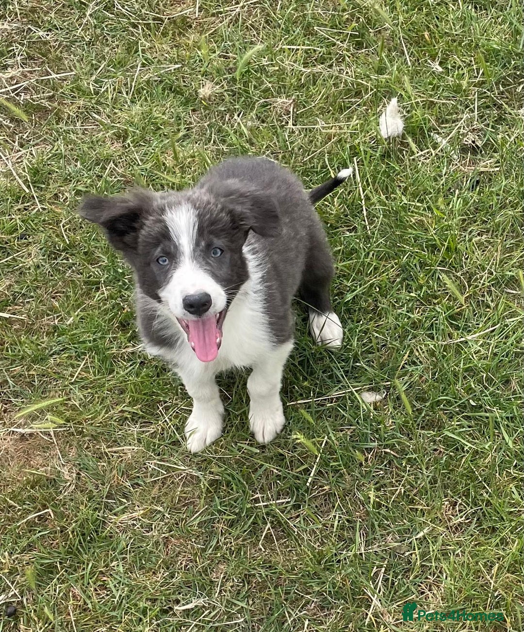 Border Collie dogs for sale: Excellent litter of border collie puppies for sale in Witney - Image 2