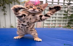 Keetso cats for sale: Rare curled eared rosetted keetso male  - Advert 35