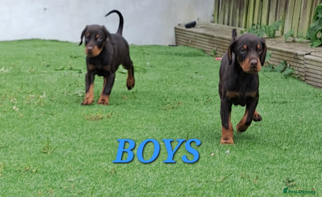 Dobermann dogs Doberman puppies  - Advert 5