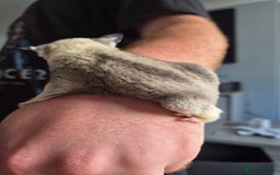 Sugar Glider rodents for sale: Breeding pair of  sugar gliders ready 13th sept   - Image 40