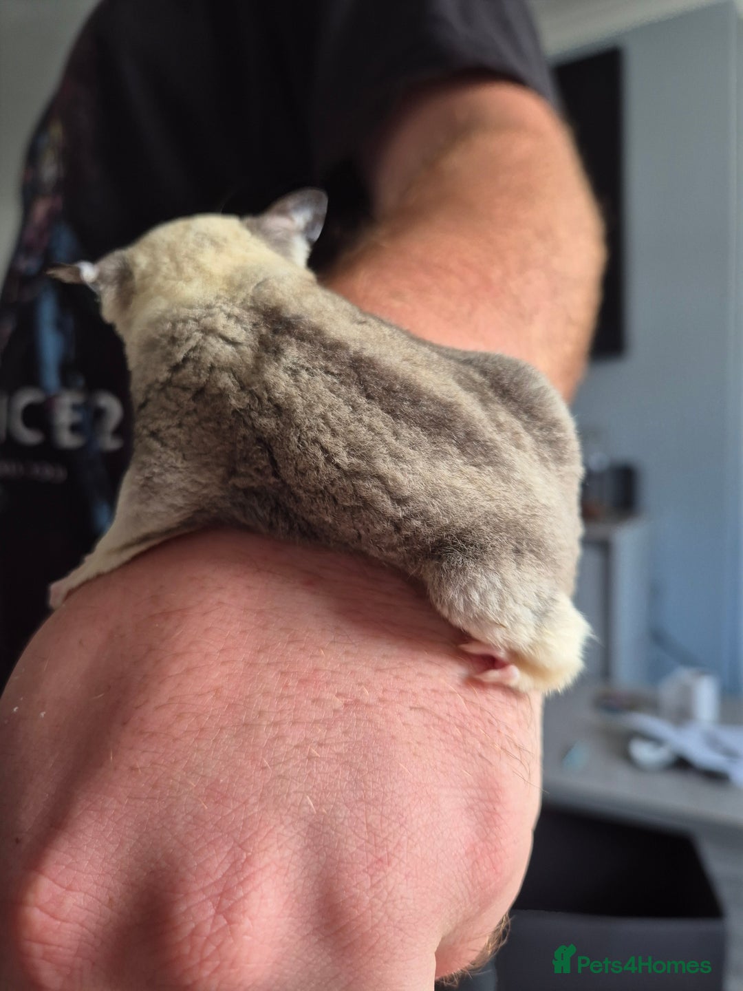 Sugar Glider rodents for sale: Breeding pair of  sugar gliders ready 13th sept   - Image 40