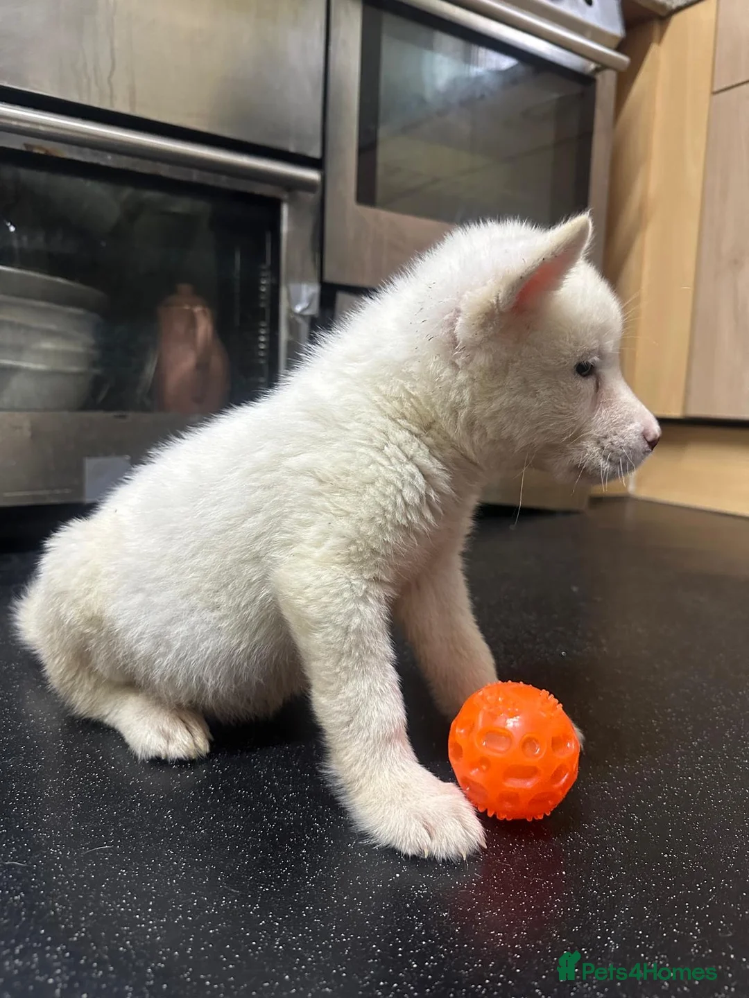 Akita dogs for sale: American Akita - Advert 14