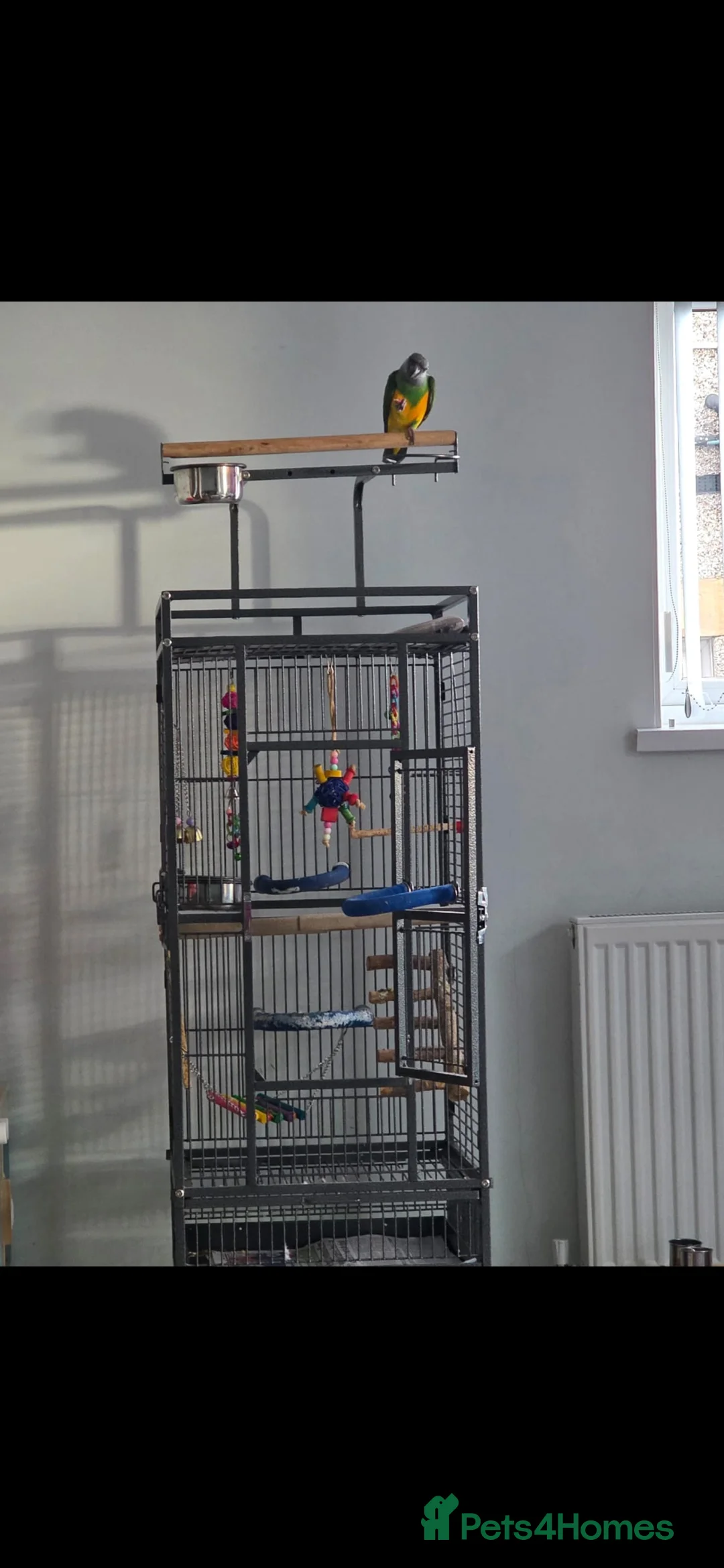 Parrots birds for sale: Senegal parrot - very tame - Advert 6