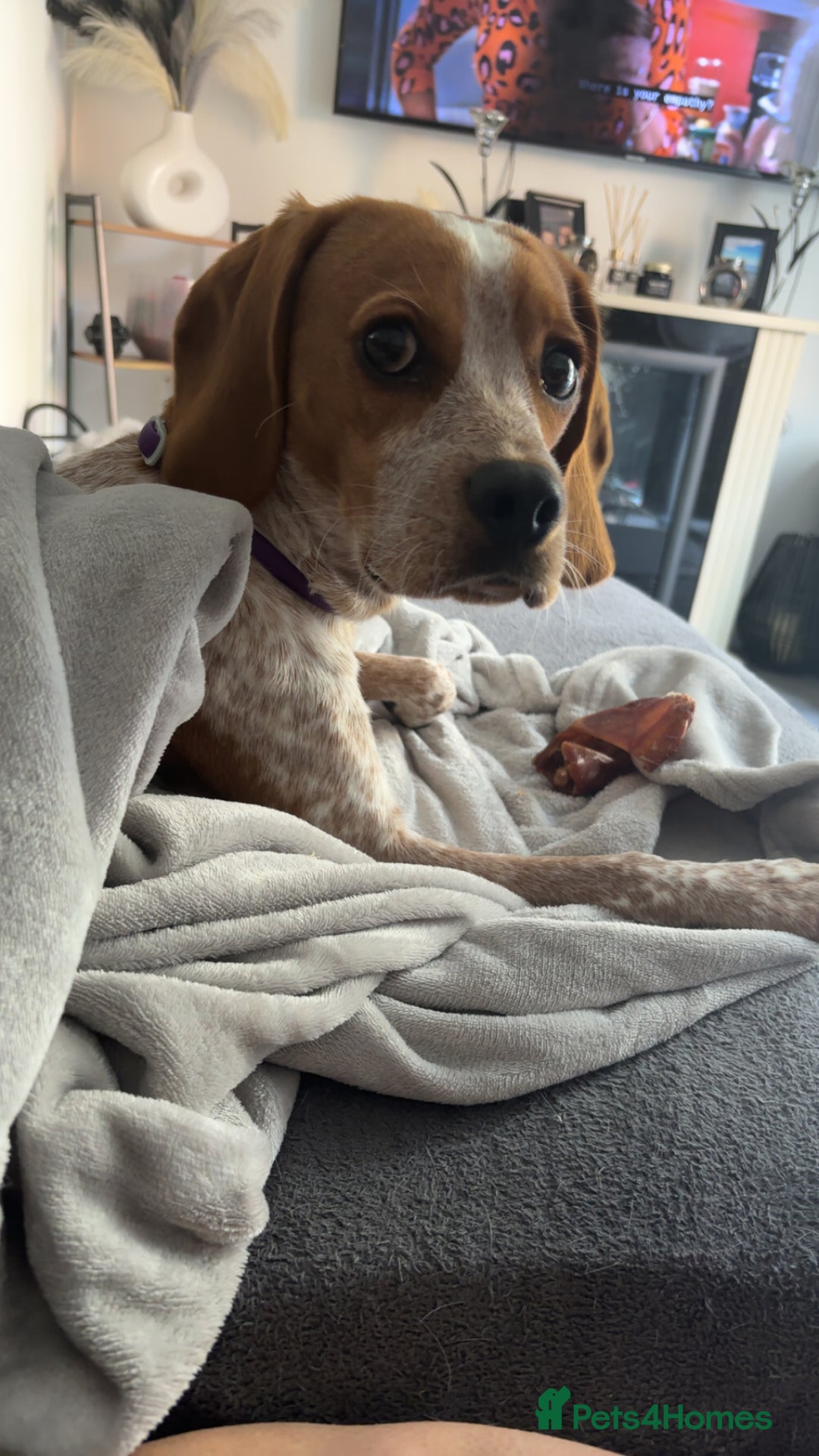 Beaglier dogs for sale: 13 month old beaglier  - Advert 18