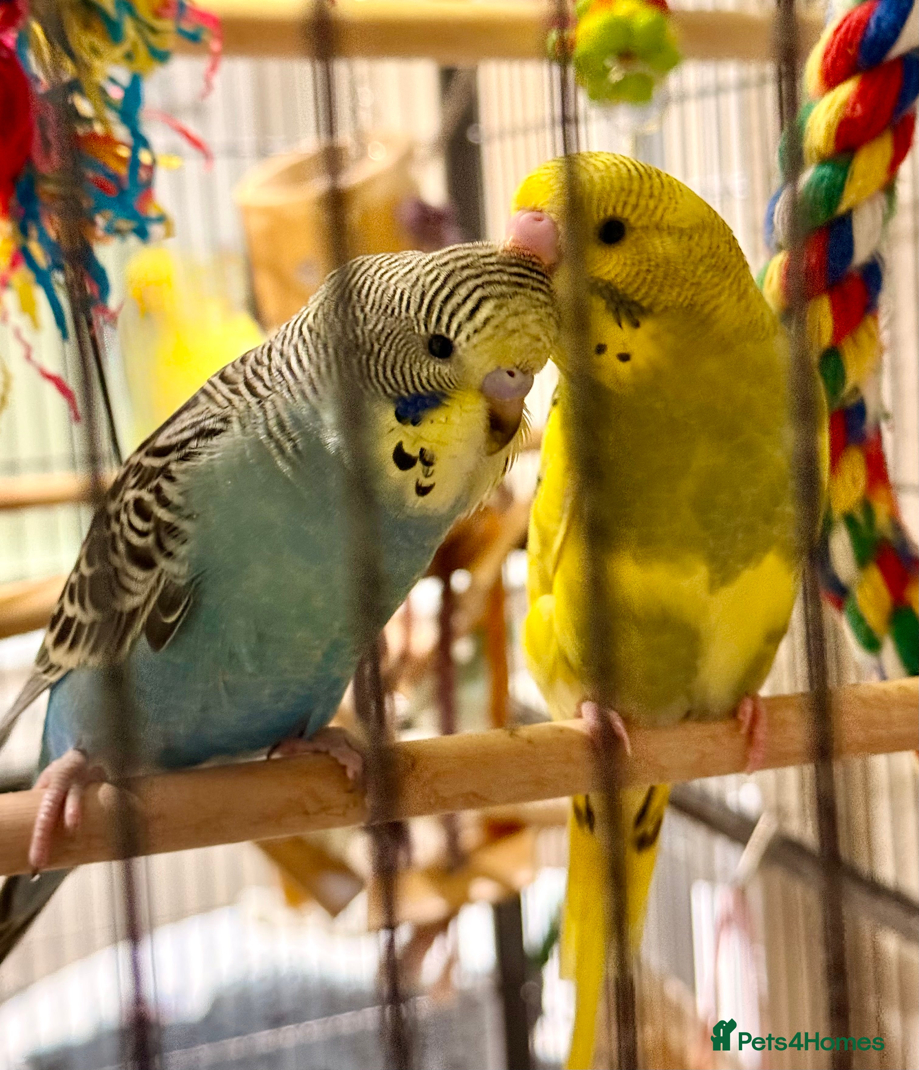 Budgerigars birds Bonded pair of budgies runcorn  - Advert 17