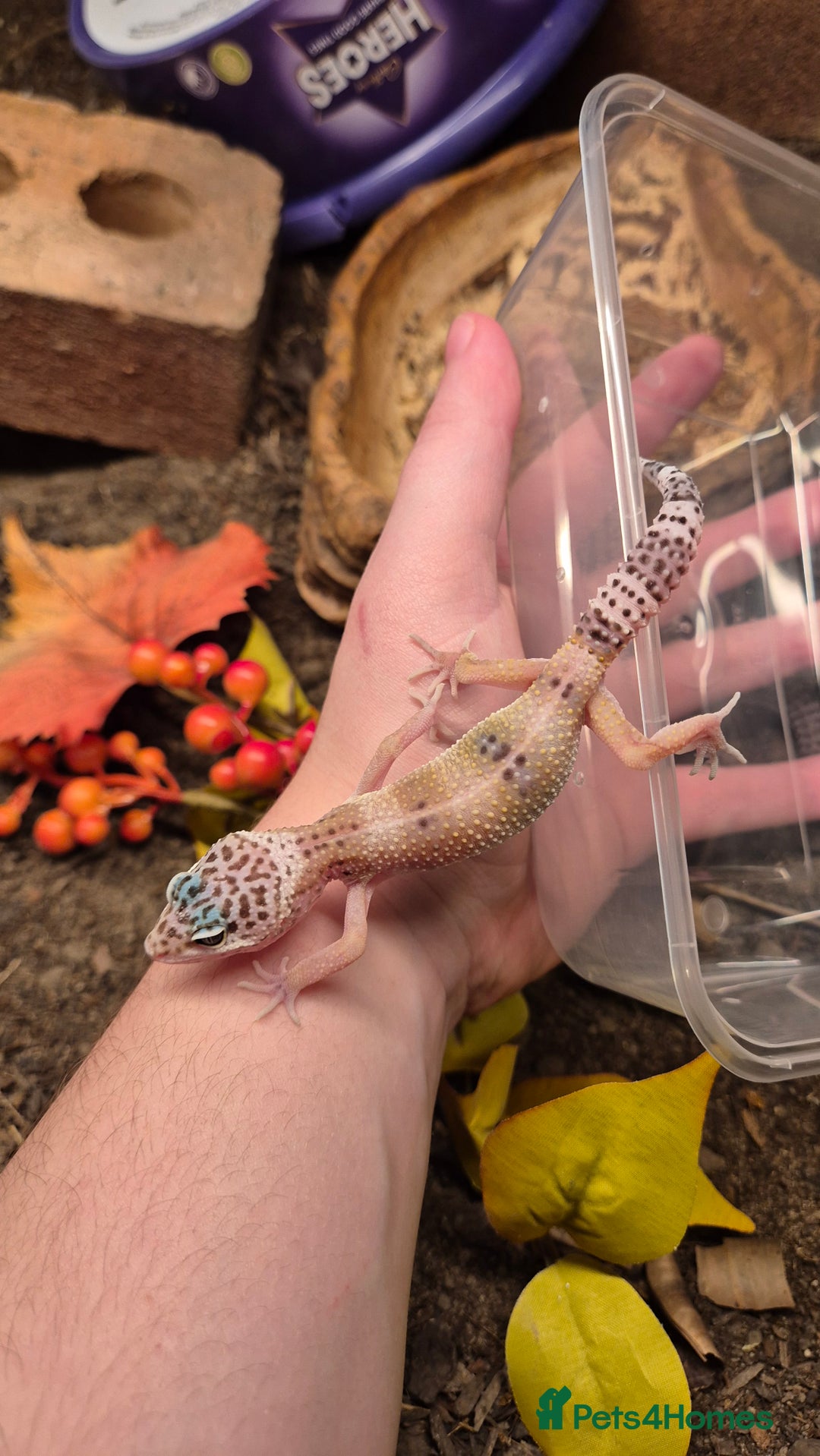 Leopard Gecko reptiles for sale: CB25 Leopard Geckos  - Advert 4