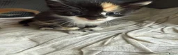 Domestic Shorthair cats for sale: Stunning Domestic Shorthair Kittens - Advert 9