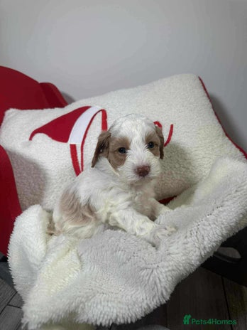 Mixed Breed dogs Cavapochon puppies - Advert 1