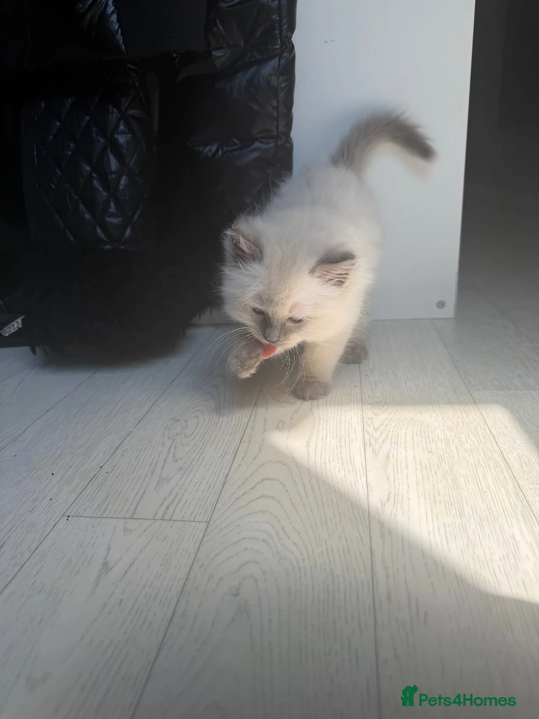 Ragdoll cats for sale: X2 Ragdoll Kittens  - Advert 2