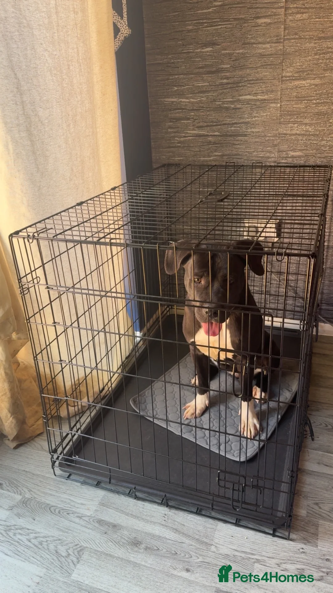 Mixed Breed dogs for sale: Lila - 1 year old cane corso cross  in Newcastle upon Tyne - Advert 2