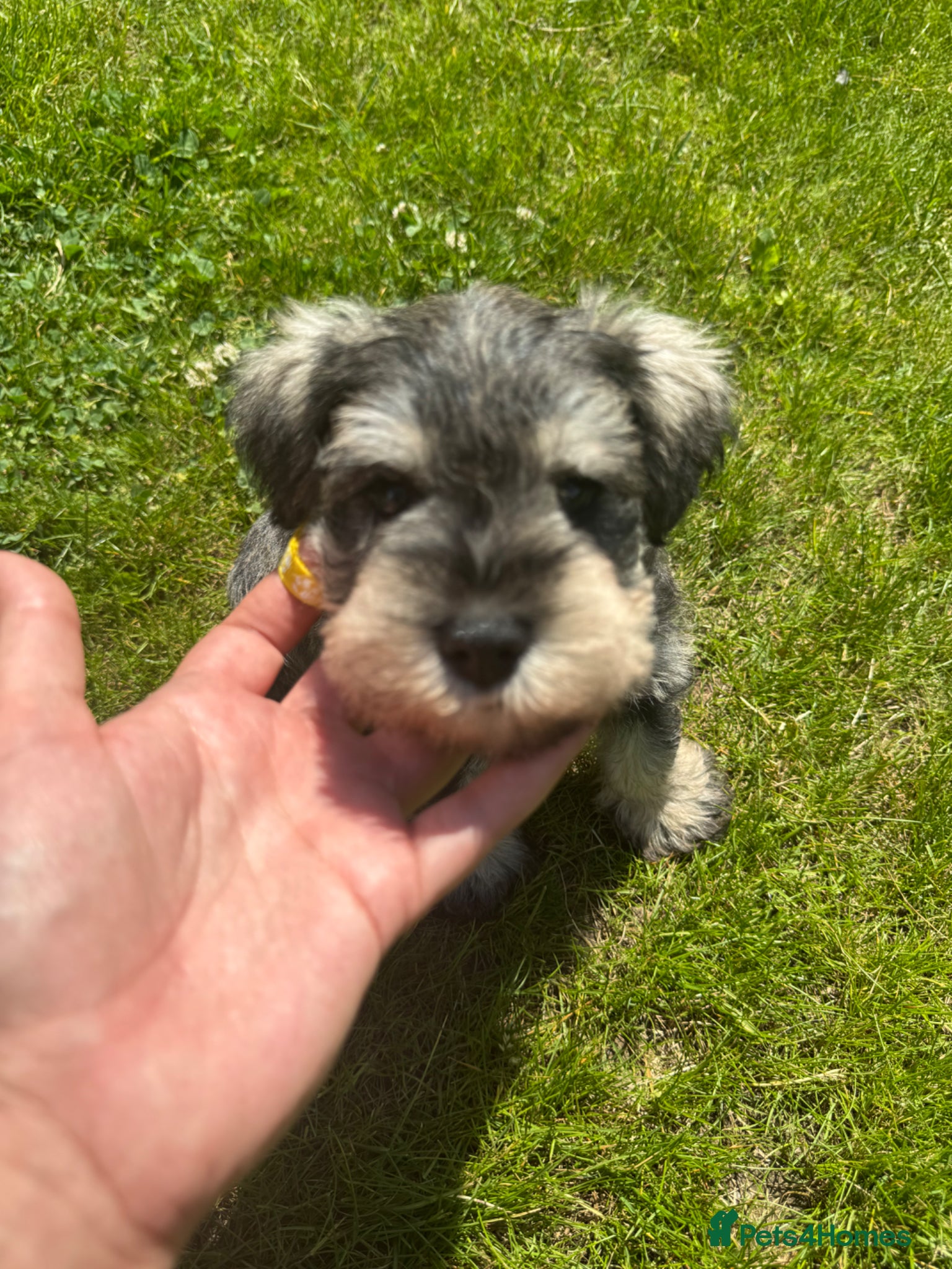 Miniature Schnauzer dogs 💚💛2 Beautiful KC Boys 💛💚🐾🐶 - Advert 1