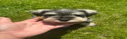 Miniature Schnauzer dogs for sale: 💚💛2 Beautiful KC Boys 💛💚🐾🐶 - Advert 3