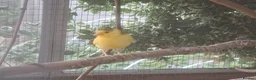 Canaries birds for sale: Canaries for sale  in Dereham - Advert 3