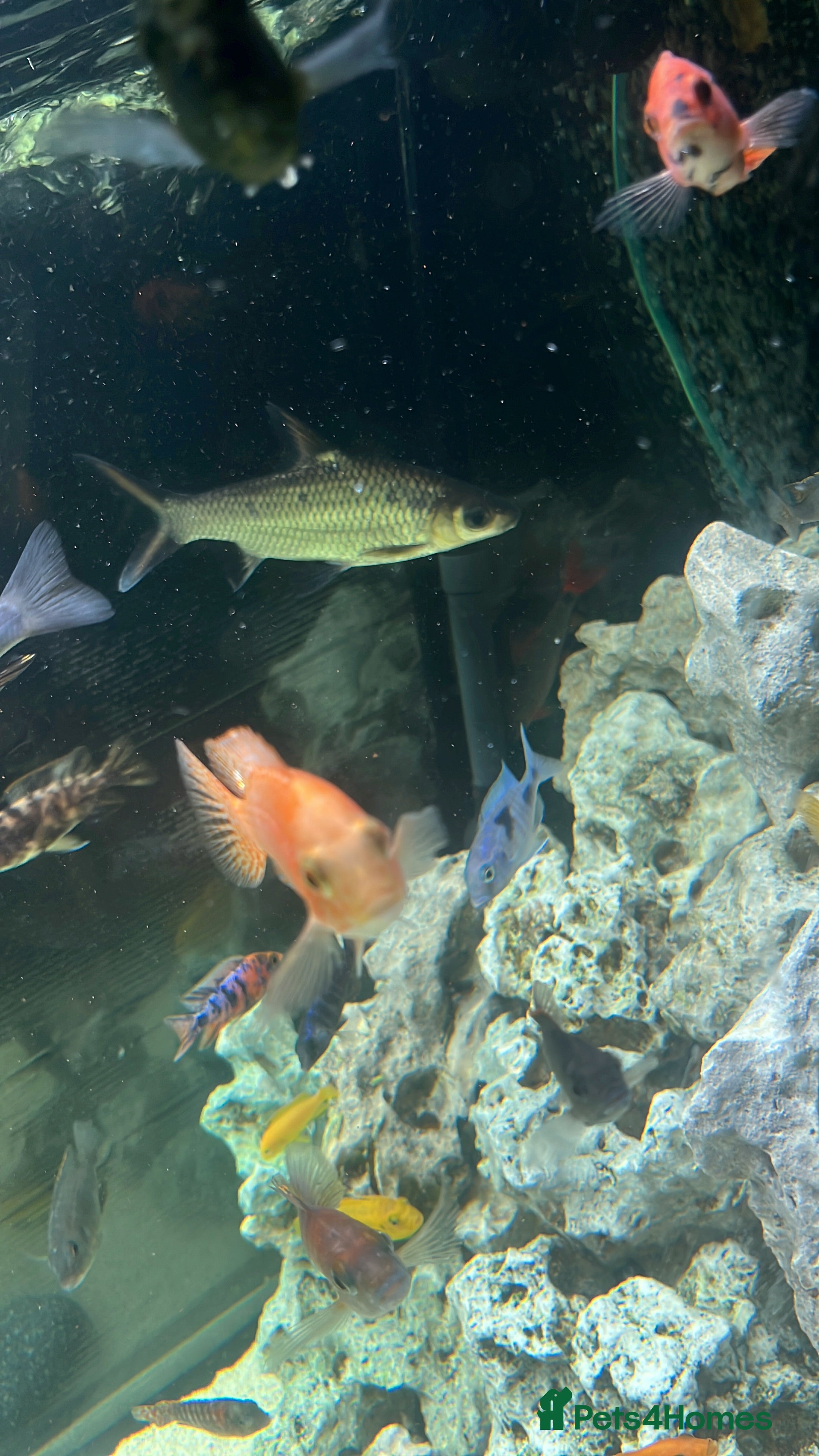 Sharks fish Mixed Malawi/ Sharks - Advert 1