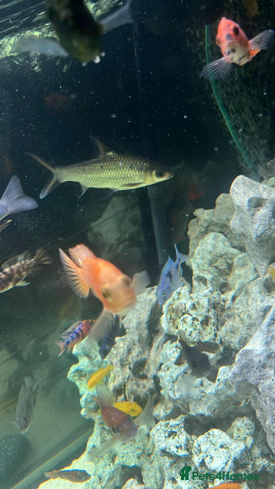 Sharks fish for sale: Mixed Malawi/ Sharks - Advert 1