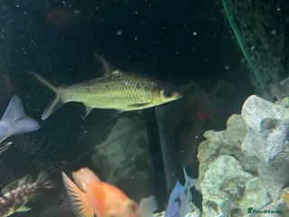 Sharks fish Mixed Malawi/ Sharks - Advert 1