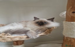Ragdoll cats for sale: Ragdoll Kitten - Castrated  - Image 1