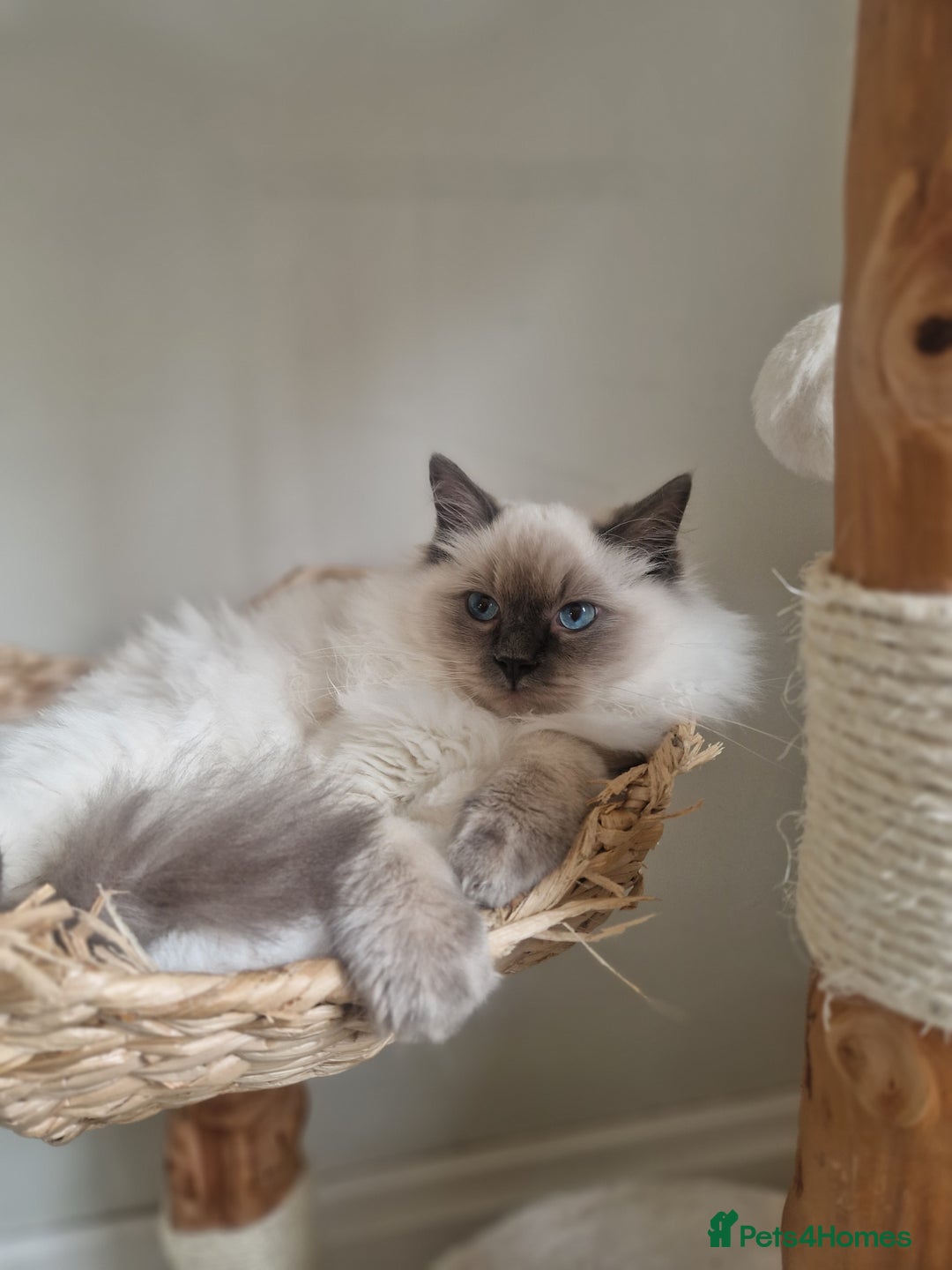 Ragdoll cats for sale: Ragdoll Kitten - Castrated  - Image 1