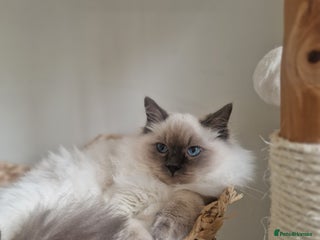 Ragdoll cats - Advert 11