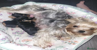 Yorkshire Terrier dogs - Advert 10