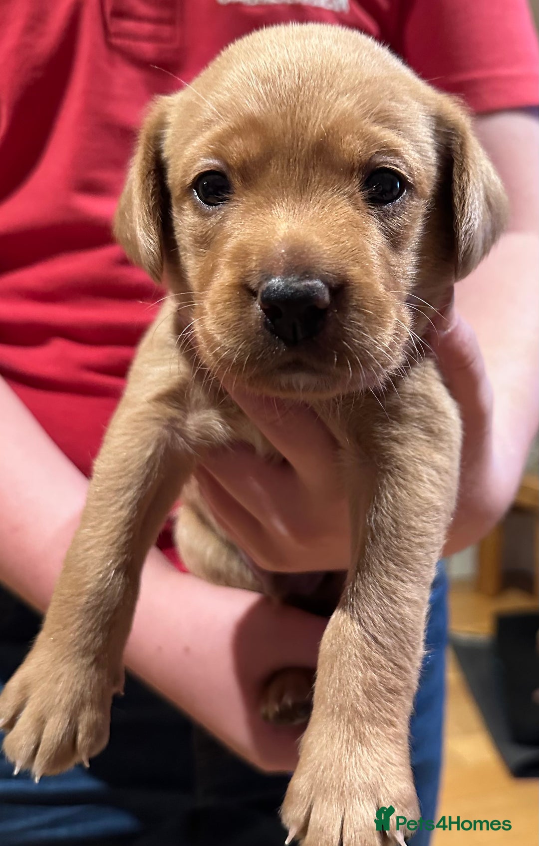 Labrador Retriever dogs for sale: Excellent Labrador puppies for sale - Image 5