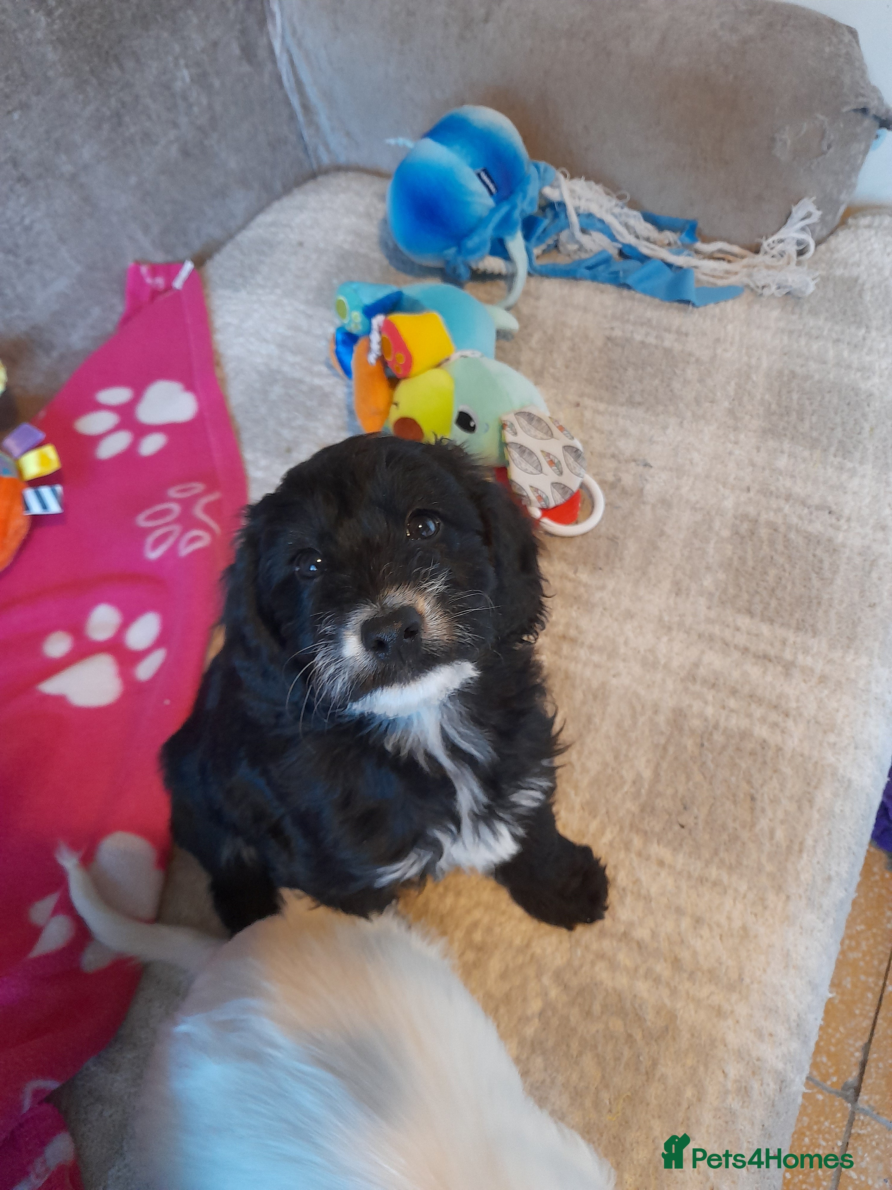 Sproodle dogs Gorgeous Sproodle pups. - Advert 5