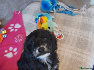 Sproodle dogs Gorgeous Sproodle pups. - Advert 5