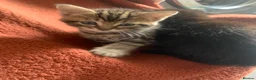 Mixed Breed cats for sale: 5 beautiful boy kittens  - Advert 8