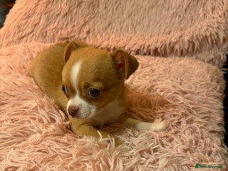 Chihuahua dogs Tiny Chihuahua puppy for sale - Advert 8