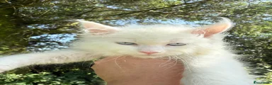 Maine Coon Kitten 2