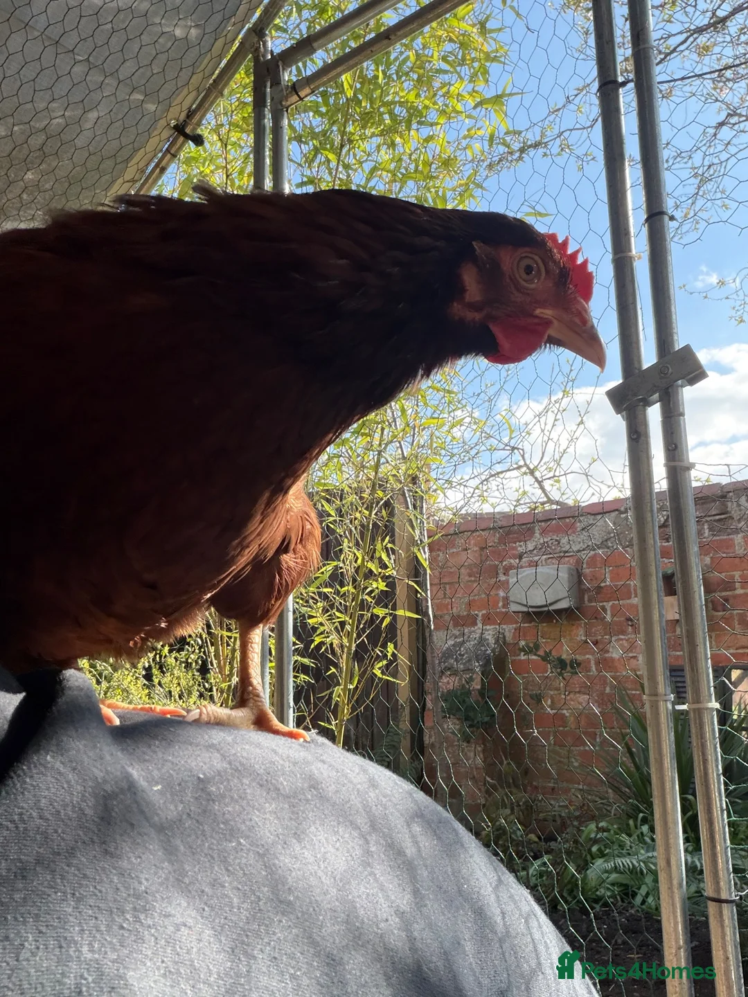 Mixed Breed poultry for sale: 7 hens  - Advert 1