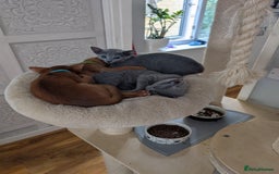 Abyssinian cats for sale: Stunning Abyssinian Babies  - Image 10