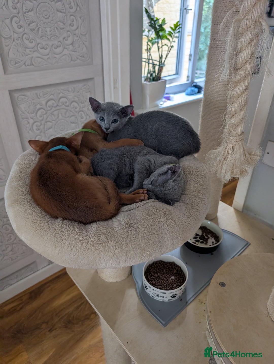 Abyssinian cats for sale: Stunning Abyssinian Babies  - Image 10