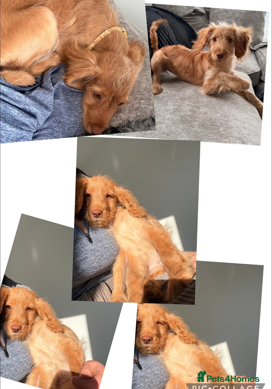 Cocker Spaniel dogs for sale: ⭐️Golden Cocker Girl⭐️ - Advert 3