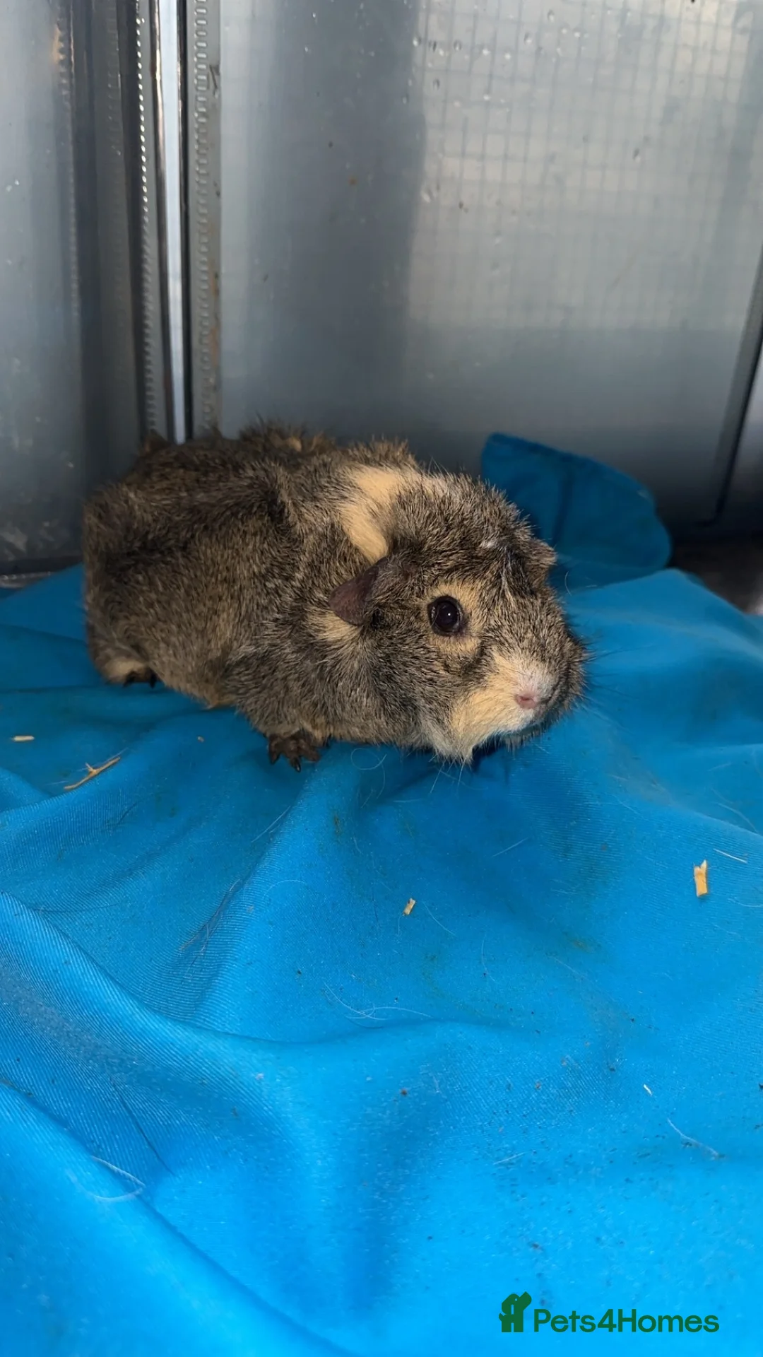 Guinea Pig rodents for sale: Guniea pigs  - Advert 12