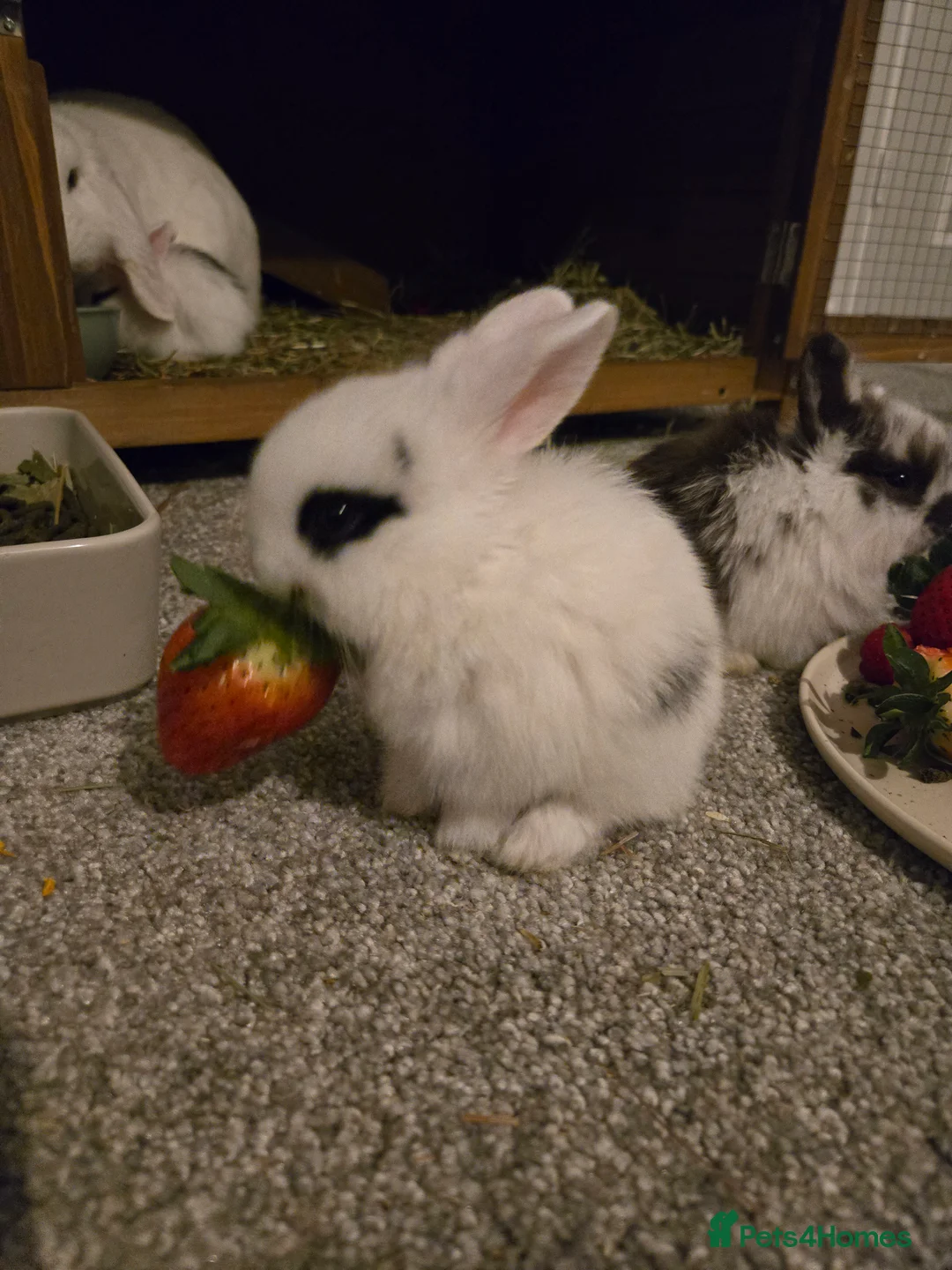 Mini Lop rabbits for sale: Mini lop bunnies  in Hinckley - Advert 15
