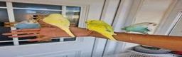 Budgerigars birds for sale: Super hand tamed baby budgies  - Advert 10