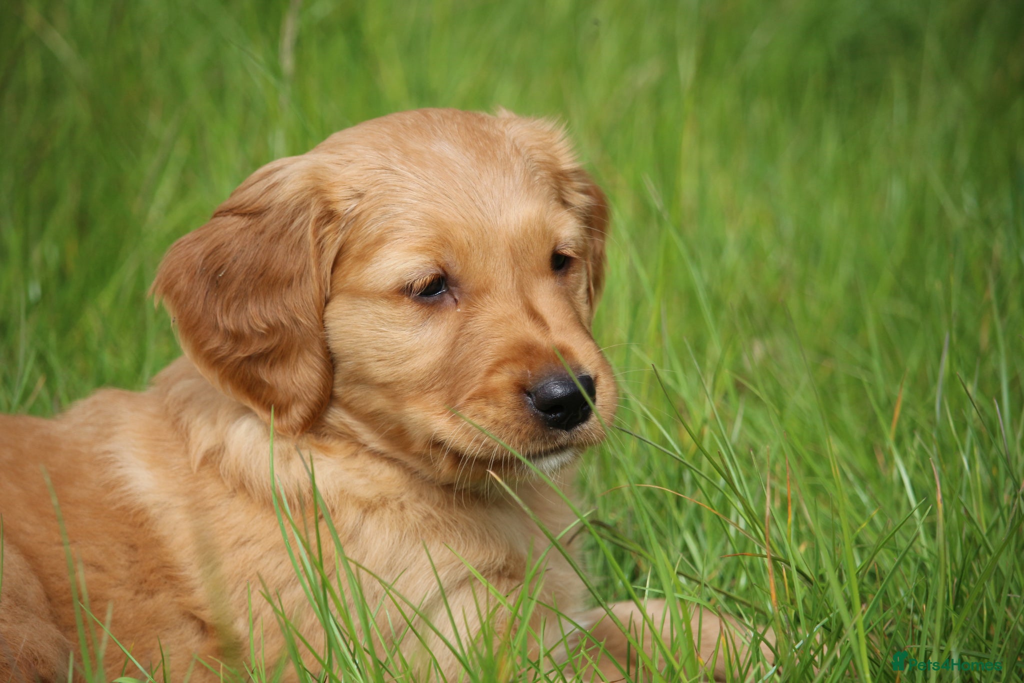 Golden Retriever dogs KC Registered Working Golden Retriever Puppies - Advert 6