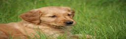 Golden Retriever dogs for sale: KC Registered Working Golden Retriever Puppies - Advert 1