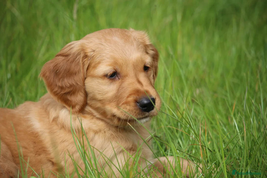 Golden Retriever dogs for sale: KC Registered Working Golden Retriever Puppies - Advert 1