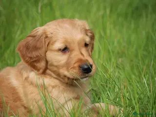 Golden Retriever dogs KC Registered Working Golden Retriever Puppies - Advert 8
