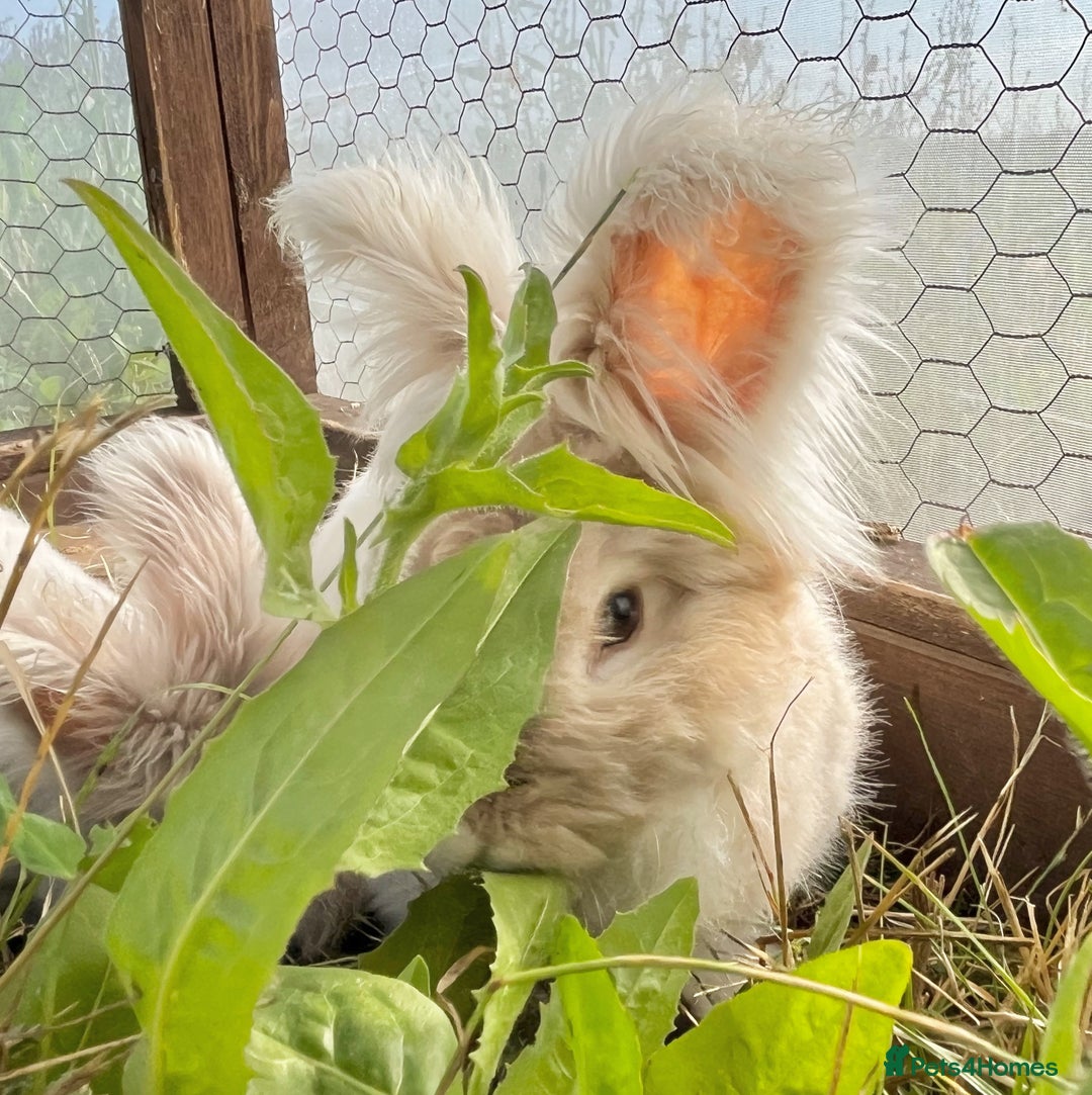 Angora rabbits for sale: Pedigree Full Faced & Maxi Faced English Angoras - Image 11