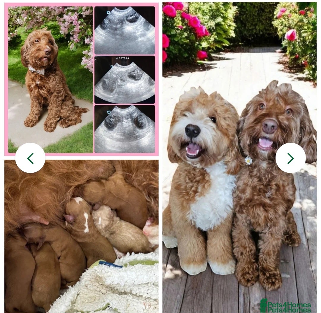 Cockapoo dogs for stud: Hip 0/0🌟 Elbow 0/0🌟 Australian Labradoodle - Advert 3